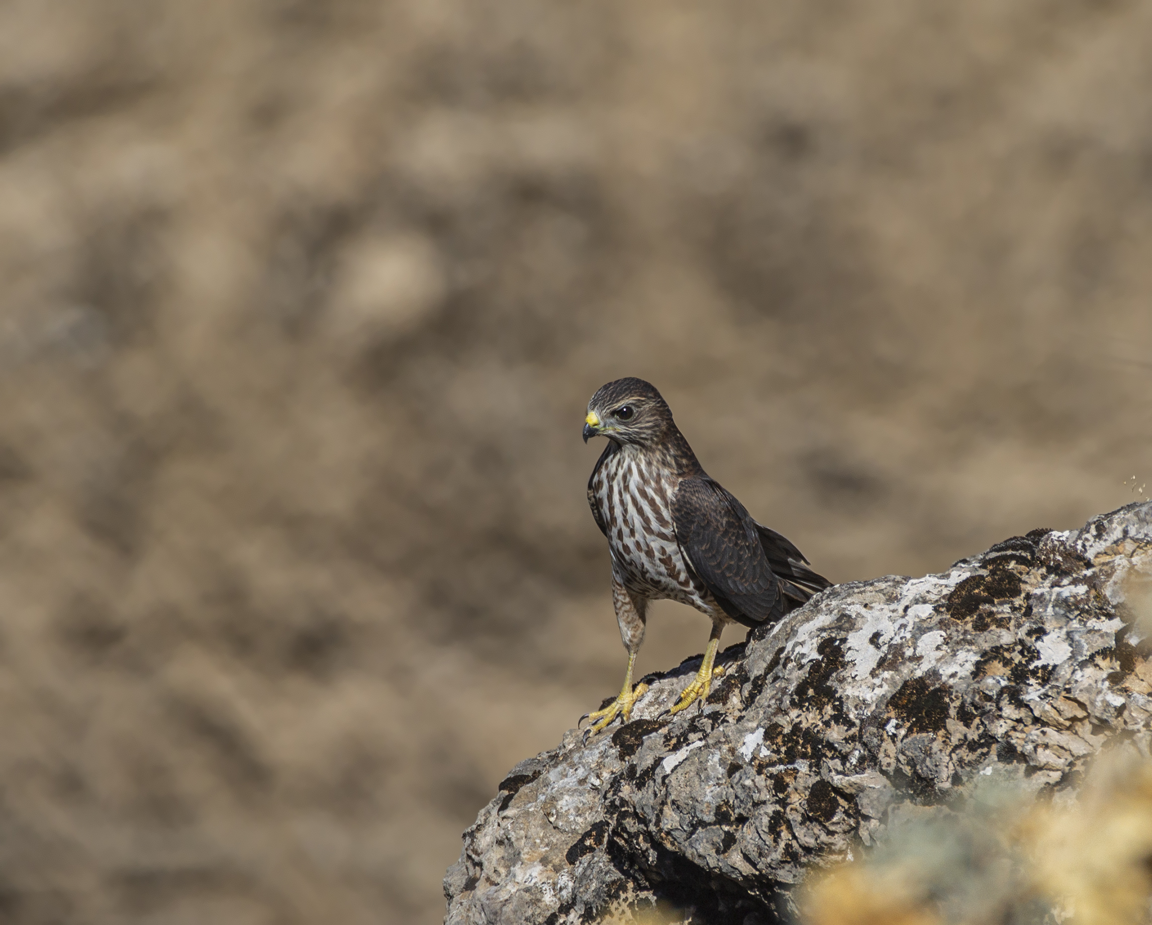 Levant Sparrowhawk